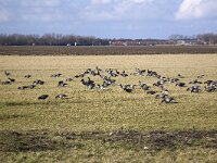 Fouragerende Rotganzen  Foraging Brent Geese (Branta bernicla), Grevelingendam, Zealand, Netherlands : avifauna fauna, bird, Branta bernicla, Brent Goose Geese, color, colour, Dutch, eat grass, Europe European, forage foraging, Holland, horizontal, nature natural, Netherlands, Schouwen-Duiveland, waterfowl, winter, Zealand Netherlands, Zeeland