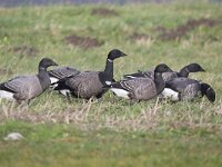 Branta bernicla 66, Rotgans, Saxifraga-Henk Baptist