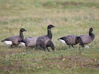 Branta bernicla 67, Rotgans, Saxifraga-Henk Baptist
