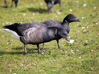 Branta bernicla 91, Rotgans, Saxifaga-Bart Vastenhouw