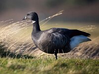 Branta bernicla 95, Rotgans, Saxifaga-Bart Vastenhouw