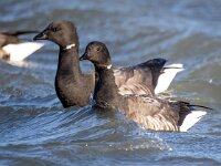 Branta bernicla 96, Rotgans, Saxifaga-Bart Vastenhouw