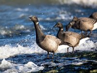 Branta bernicla 98, Rotgans, Saxifaga-Bart Vastenhouw