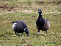 Branta bernicla nigricans 118, Zwarte rotgans, Saxifraga-Bart Vastenhouw