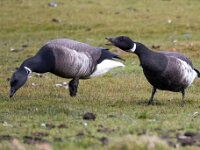 Branta bernicla nigricans 120, Zwarte rotgans, Saxifraga-Bart Vastenhouw