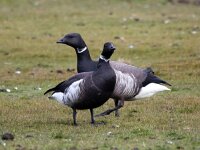 Branta bernicla nigricans 121, Zwarte rotgans, Saxifraga-Bart Vastenhouw