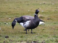 Branta bernicla nigricans 124, Zwarte rotgans, Saxifraga-Bart Vastenhouw