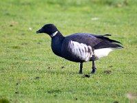 Branta bernicla nigricans 33, Zwarte rotgans, Saxifraga-Bart Vastenhouw