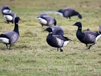 Branta bernicla nigricans 70, Zwarte rotgans, Saxifraga-Bart Vastenhouw