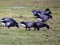 Branta bernicla nigricans 99, Zwarte rotgans, Saxifraga-Bart Vastenhouw