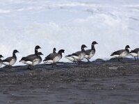 Branta hrota 12, Witbuikrotgans, Saxifraga-Peter Meininger