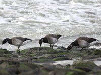 Branta hrota 14, Witbuikrotgans, Saxifraga-Peter Meininger