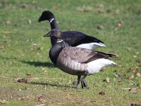 Branta hrota 17, Witbuikrotgans, Saxifraga-Bart Vastenhouw