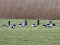 Branta hrota 19, Witbuikrotgans, Saxifraga-Mark Zekhuis