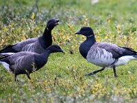 Branta hrota 27, Witbuikrotgans, Saxifraga-Bart Vastenhouw
