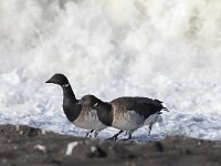 Branta hrota 3, Witbuikrotgans, Saxifraga-Peter Meininger