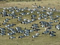 Branta leucopsis 10, Brandgans, Saxifraga-Jan van der Straaten
