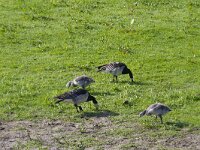 Branta leucopsis 100, Brandgans, Saxifraga-Jan Nijendijk