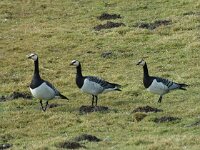 Branta leucopsis 12, Brandgans, Saxifraga-Jan van der Straaten