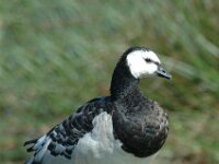 Branta leucopsis 13, Brandgans, Saxifraga-Jan van der Straaten