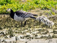 Branta leucopsis 141, Brandgans, Saxifraga-Bart Vastenhouw