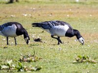 Branta leucopsis 146, Brandgans, Saxifraga-Bart Vastenhouw