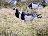 Branta leucopsis 153, Brandgans, Saxifraga-Bart Vastenhouw