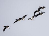 Branta leucopsis 163, Brandgans, adult, Saxifraga-Theo Verstrael