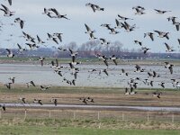 Branta leucopsis 167, Brandgans, adult, Saxifraga-Theo Verstrael