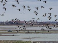 Branta leucopsis 168, Brandgans, adult, Saxifraga-Theo Verstrael