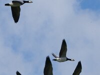 Branta leucopsis 169, Brandgans, adult, Saxifraga-Theo Verstrael