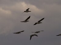 Branta leucopsis 175, Brandgans, Saxifraga-Jan Nijendijk