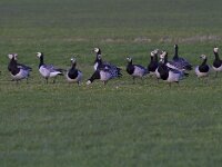 Branta leucopsis 176, Brandgans, Saxifraga-Jan Nijendijk