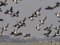 Branta leucopsis 18, Brandgans, Saxifraga-Mark Zekhuis