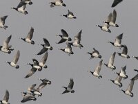 Branta leucopsis 19, Brandgans, Saxifraga-Mark Zekhuis