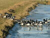 Branta leucopsis 2, Brandgans, Saxifraga-Piet Munsterman