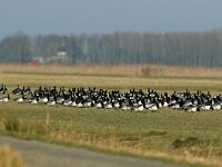 Branta leucopsis 20, Brandgans, Saxifraga-Piet Munsterman