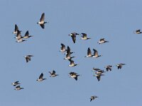 Branta leucopsis 22, Brandgans, Saxifraga-Luc Hoogenstein