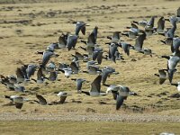 Branta leucopsis 23, Brandgans, Saxifraga-Jan van der Straaten