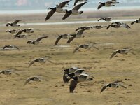 Branta leucopsis 25, Brandgans, Saxifraga-Jan van der Straaten