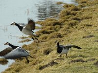 Branta leucopsis 27, Brandgans, Saxifraga-Jan van der Straaten