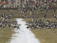 Branta leucopsis 28, Brandgans, Saxifraga-Luc Hoogenstein