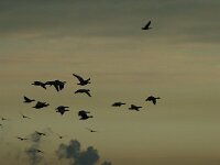 Branta leucopsis 29, Brandgans, Saxifraga-Jan van der Straaten