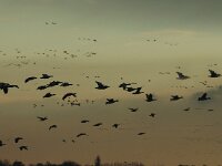 Branta leucopsis 31, Brandgans, Saxifraga-Jan van der Straaten