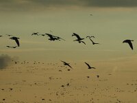 Branta leucopsis 33, Brandgans, Saxifraga-Jan van der Straaten