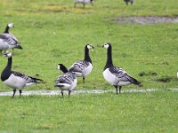 Branta leucopsis 34, Brandgans, Saxifraga-Bart Vastenhouw