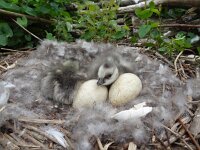 Branta leucopsis 37, Brandgans, Saxifraga-Mark Zekhuis