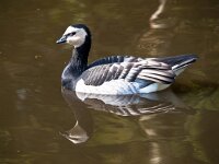 Swimming Barnacle Goose  Barnacle Goose (Branta leucopsis) Swimming in Water during Spring Migration : Barnacle Goose, Branta, Branta leucopsis, animal, aquatic, arctic, aves, barnacle, beautiful, bird, black, blue, brandgans, brant, brent-goose, colorful, cute, environment, europe, feather, food, geese, global, goose, image, lake, leucopsis, life, migration, mirror, nature, north, ornithology, outdoor, pattern, plumage, polar, portrait, sea, shore, spring, swim, swimming, water, waterfowl, white, wild, wildlife