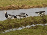 Branta leucopsis 40, Brandgans, Saxifraga-Jan Nijendijk