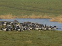 Branta leucopsis 41, Brandgans, Saxifraga-Jan Nijendijk